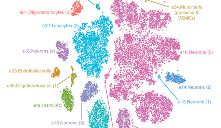 Cell types in region of mouse brain