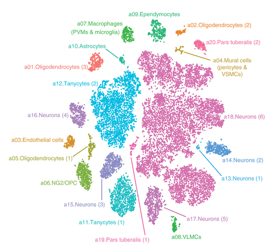 Cell types in region of mouse brain